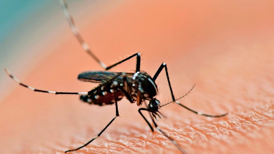 Ante el efecto climático "El Niño": El Ministerio de Salud de Nación recordó medidas de prevención frente al ascenso de casos de Dengue