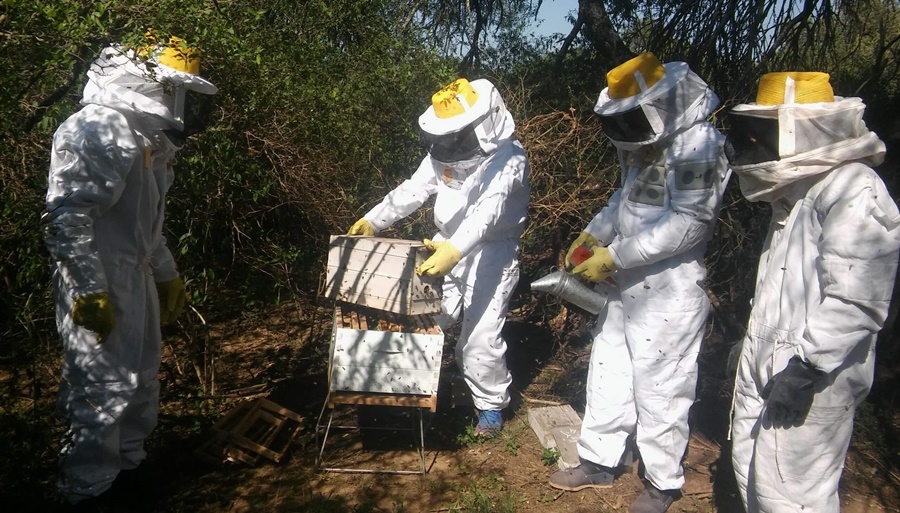 Las abejas también sufren el calor: Claves para evitar pérdidas productivas