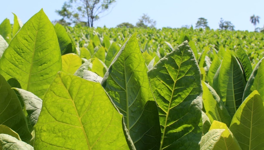 Pago a tabacaleros misioneros, lo informan en un escueto comunicado