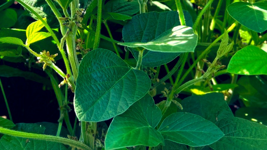 Las últimas lluvias trajeron alivio a la soja y se mantienen las proyecciones de producción en casi 50 millones de toneladas