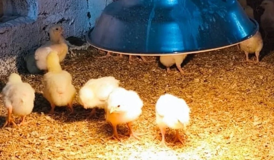 Misiones: Destacan ejemplo producción orgánica y sustentable en una chacra del Municipio de 25 de Mayo