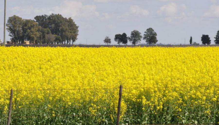 El INTA se une a la industria agroexportadora para potenciar el cultivo de colza