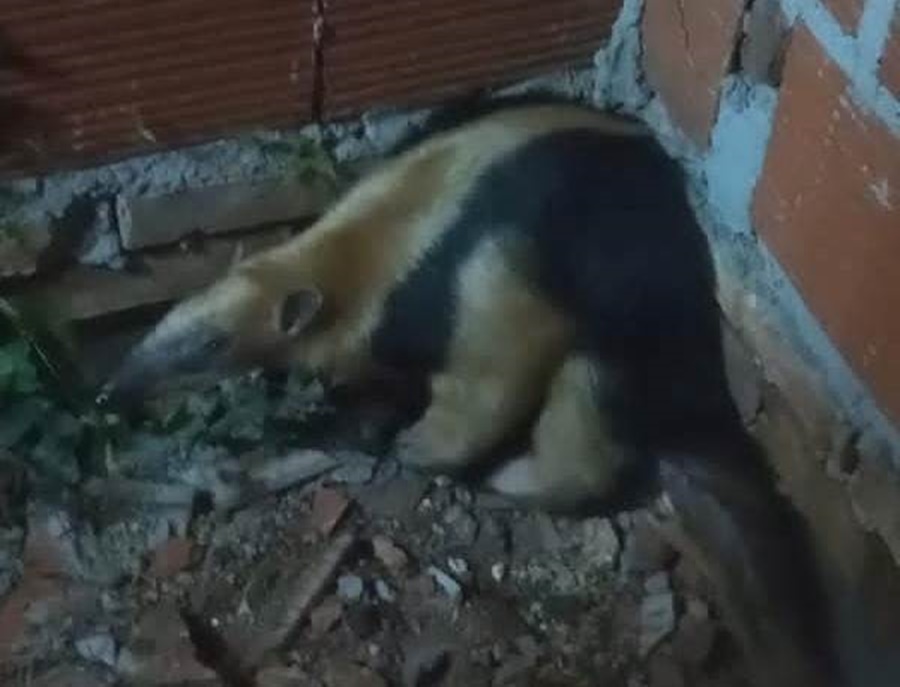 Misiones: Policías de la localidad de Concepción de la Sierra rescataron a un oso hormiguero, el cual estaba siendo atacado por varios perros