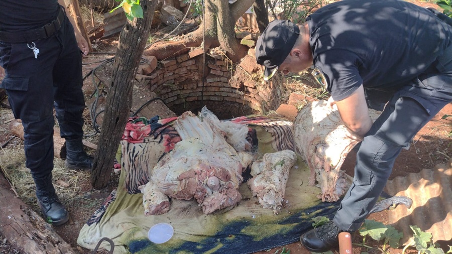 San José: Tras un nuevo allanamiento se secuestró más carne vacuna, estaba en un aljibe que habían faenado un toro de raza brangus en un lote del Municipio