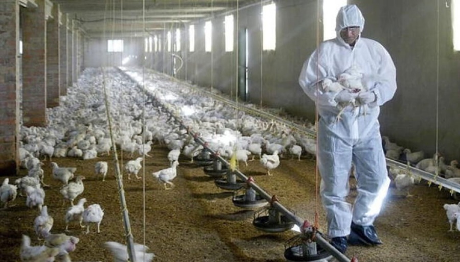 Preocupación por casos de influenza aviar: La FAO activó protocolos de emergencia en la región