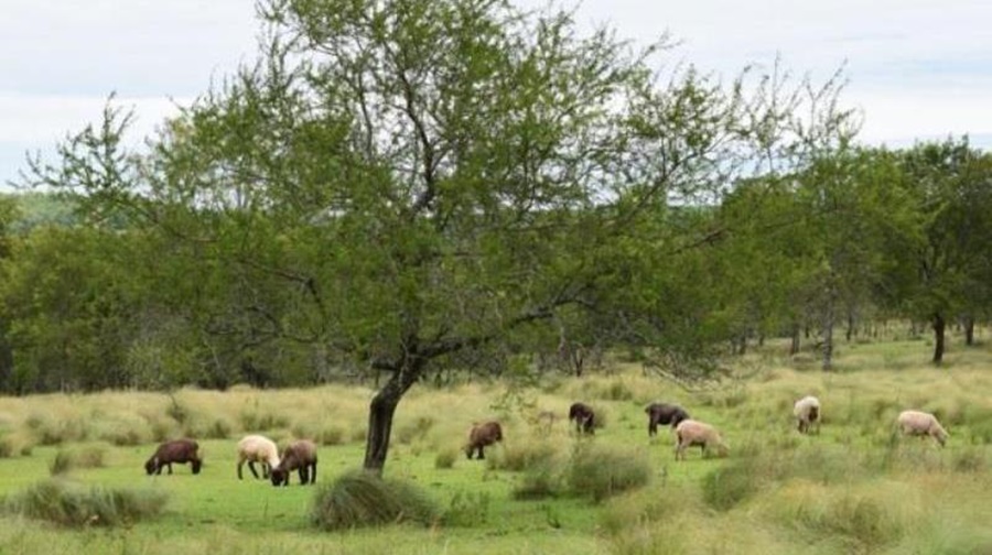 Lunes en Misiones: Se prevé tiempo bueno, un ambiente más bien cálido y luego irá aumentando la nubosidad