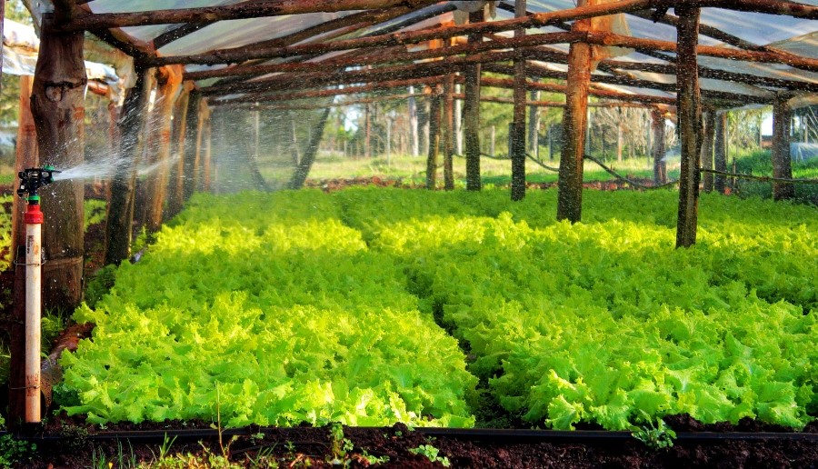 Misiones: Continúan las inscripciones para la emisión del Certificado de Productor Primario