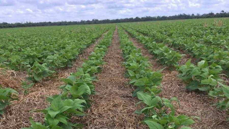 Para ganar el partido productivo, el poroto necesita estar fuerte desde el arranque