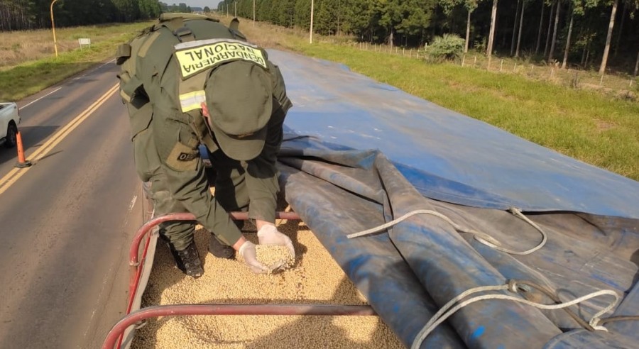 Gendarmería Nacional secuestró 116 toneladas de granos: Las oleaginosas eran trasladadas por un total de cuatro camiones de transporte