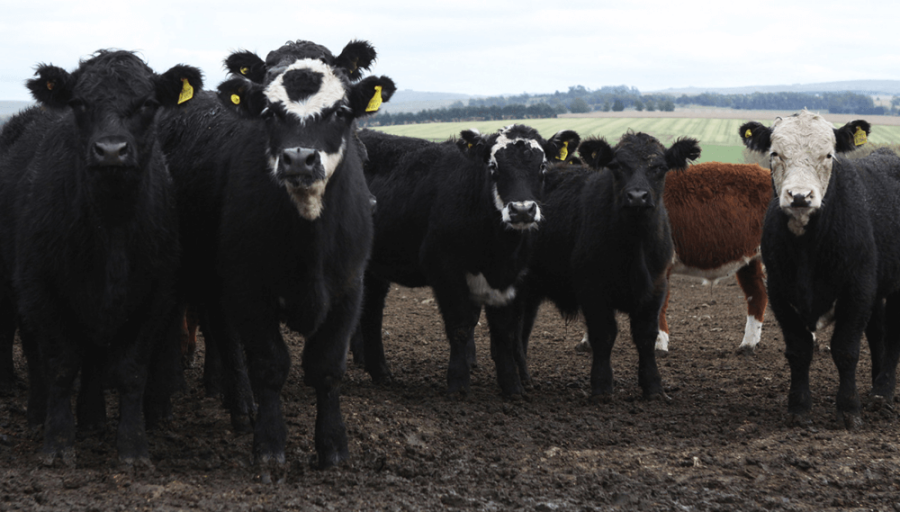 Carne: La hacienda de consumo aumentó 10,1% en Cañuelas, pero todavía corre detrás de la inflación