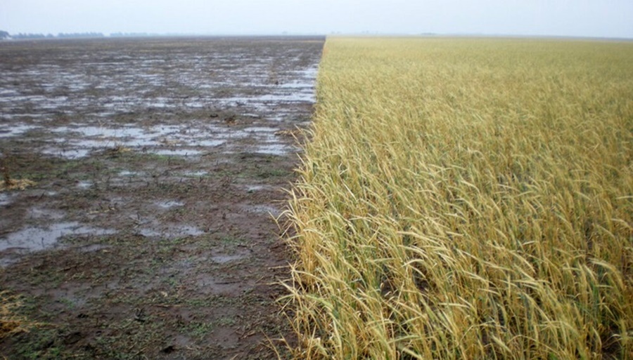 Cultivos de cobertura: Un estudio en Santa Fe demostró cuánto aportan en reducir la erosión