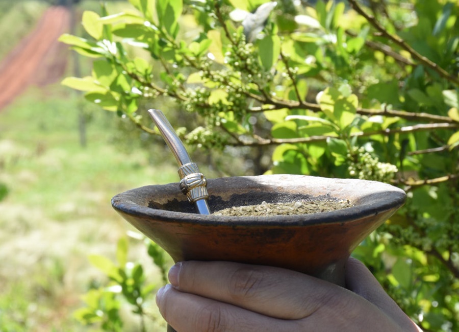 El consumo interno y las exportaciones de yerba mate superaron los 268 millones de kilos al cierre de Octubre