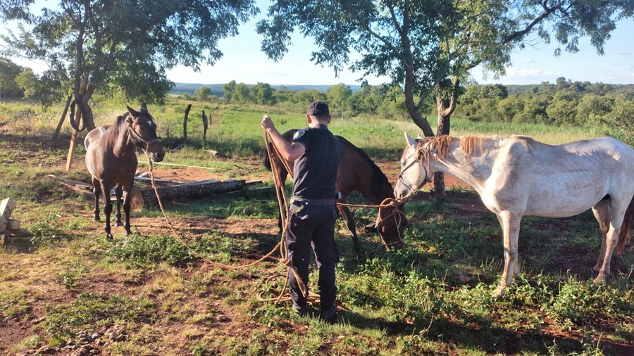 Misiones: Tres caballos robados fueron vendidos por internet y la Policía los recuperó