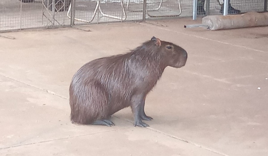 Rescataron a un carpincho que quedó atrapado en una vivienda de la localidad misionera de San Vicente
