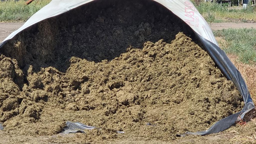 Tips para prevenir el impacto de las micotoxinas en la producción ganadera