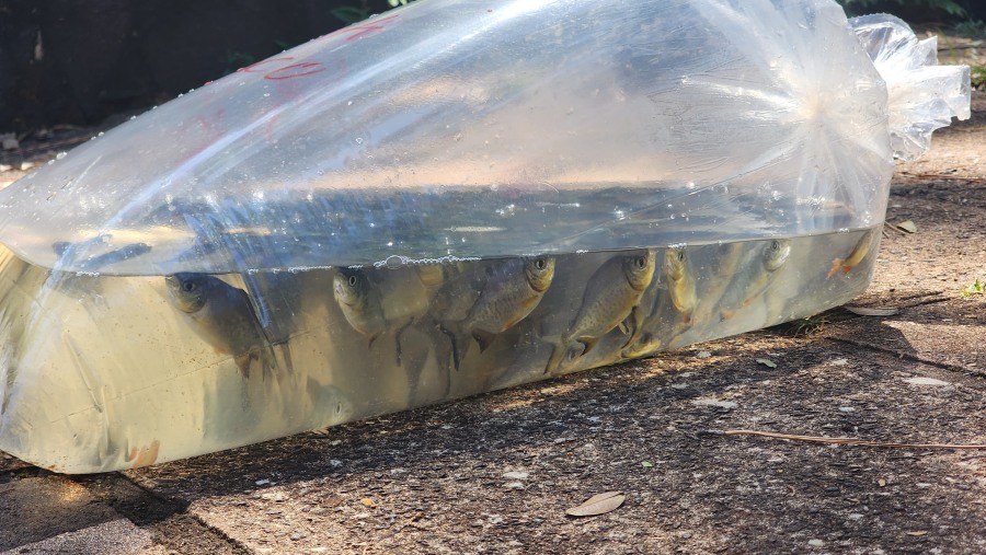 Apóstoles: 3.500 alevines para impulsar la piscicultura local, incluyen especies como pacú, salmón siberiano, carpa húngara y carpa koi