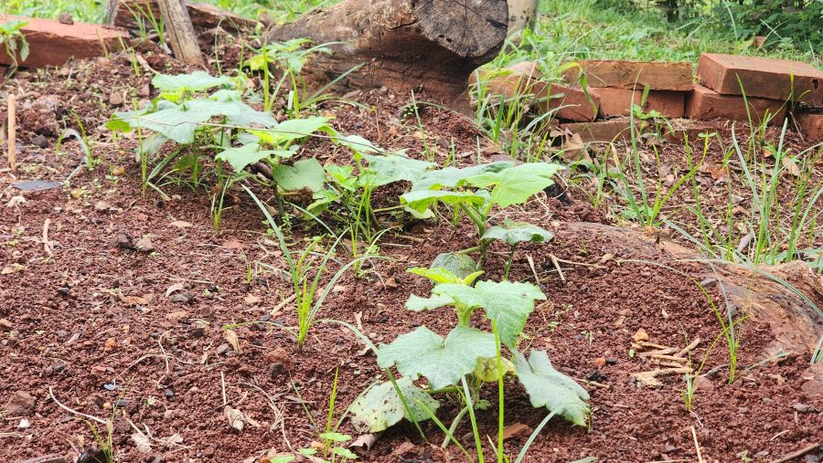 Apóstoles: "La Huerta de la Esperanza" en la Comunidad Terapéutica "El Refugio"