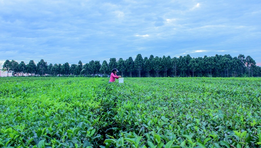 Misiones: La COPROTÉ actualizó el precio de la hoja verde de té