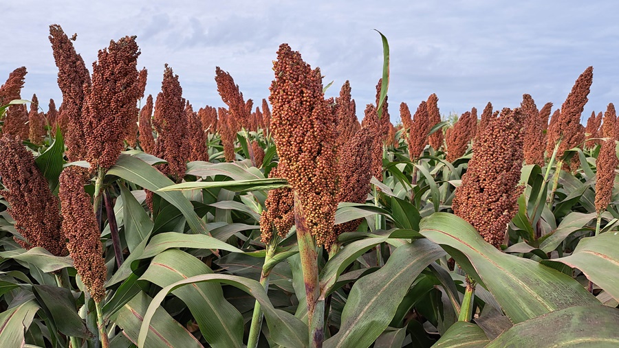 SFull: Control de insectos y malezas en un mismo híbrido de sorgo