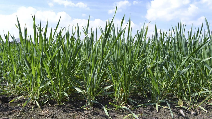 Por un invierno sin frío, advierten posible caída de rendimientos en trigo