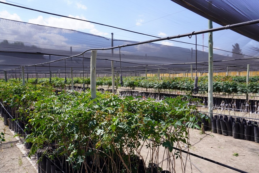 Las claves del pistacho, un cultivo que crece y busca hacerse fuerte en Mendoza