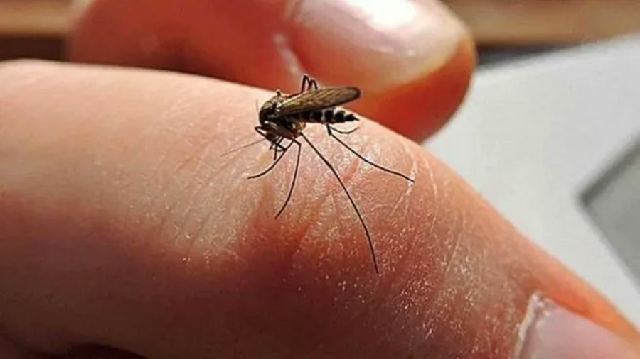Dengue en Argentina: Aumentaron 60,5% y hay casos en casi todas las provincias
