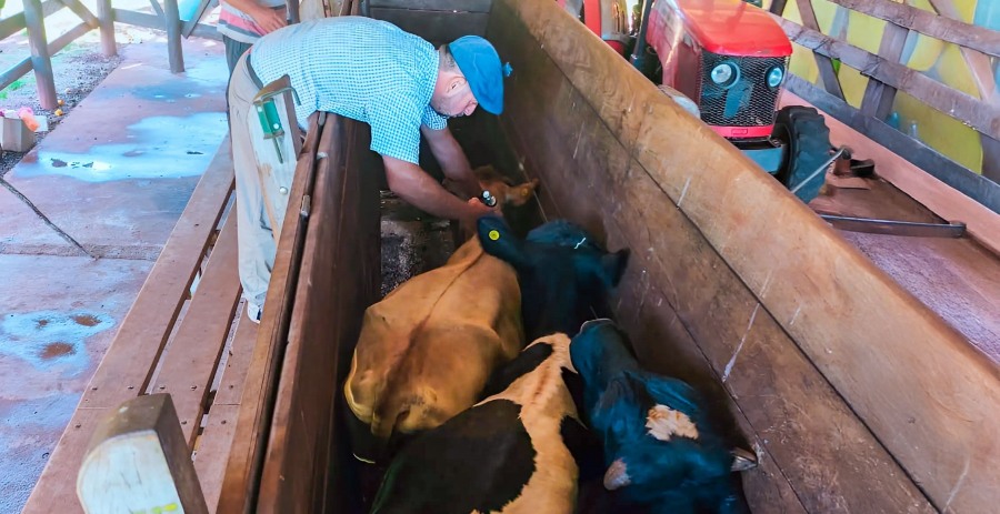 El 10 de Marzo inicia la campaña de vacunación contra fiebre aftosa y brucelosis en Misiones
