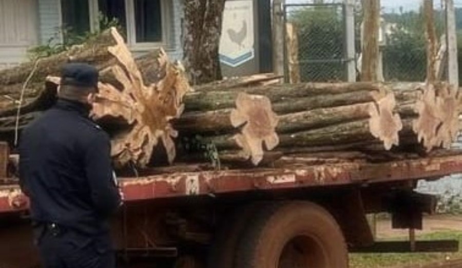 Fiscalización y controles: La Policía de Misiones secuestró madera nativa y planta de marihuana