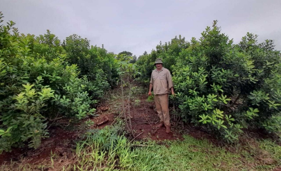 Con prácticas recomendadas por el INYM, resultados alentadores en el yerbal de Tech