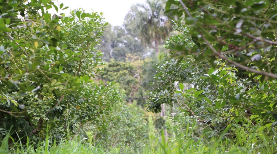 Yerbales en verano: Un suelo sin cobertura es dos veces más caliente que uno con cubiertas verdes y árboles