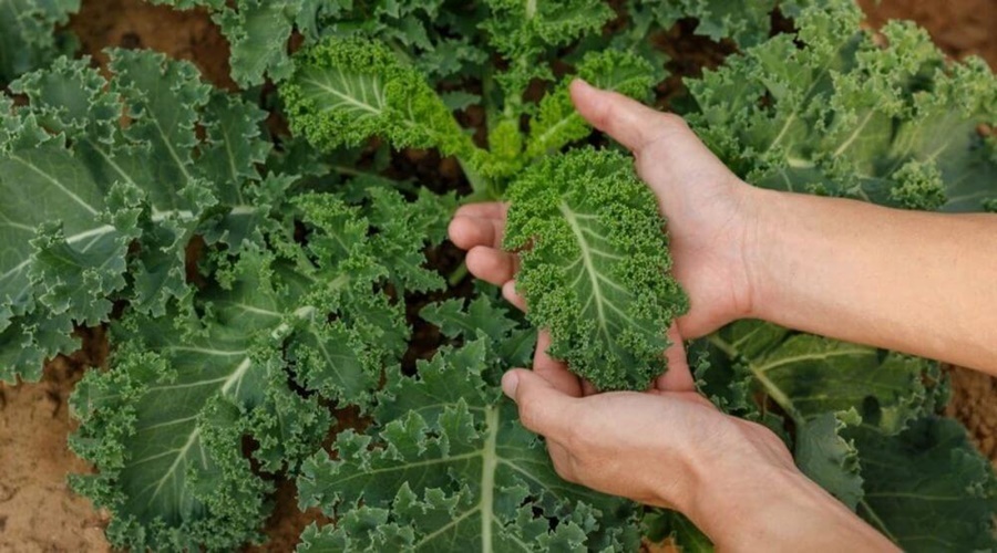 Una fuente de hierro en casa: Cómo cultivar kale en la huerta familiar