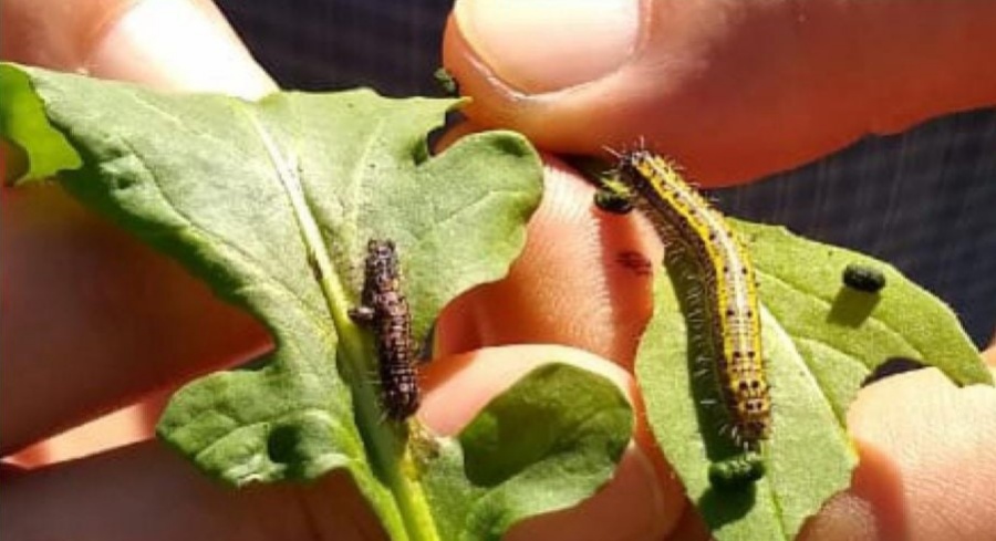 Apóstoles: Se dictará una capacitación sobre manejo de plagas y enfermedades subtropicales