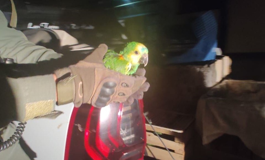 Operativo “Nido de Cotorras”: Rescatan 155 ejemplares de loros que eran transportados en una camioneta en Santiago del Estero