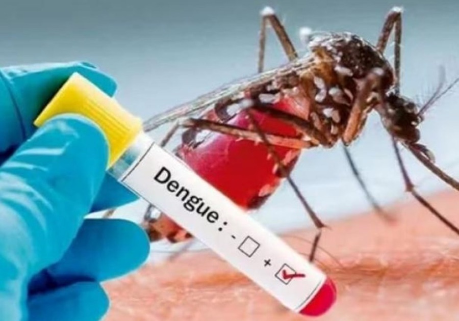 Dengue: Por qué reaparecen los brotes epidémicos y qué investigaciones hay sobre el tema