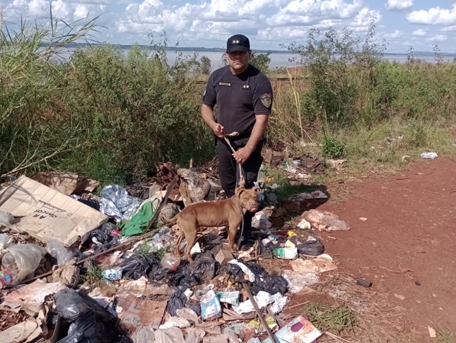 Garupá: Abandonaron a un Pitbull en un basural y policías lo resguardaron en la Comisaría