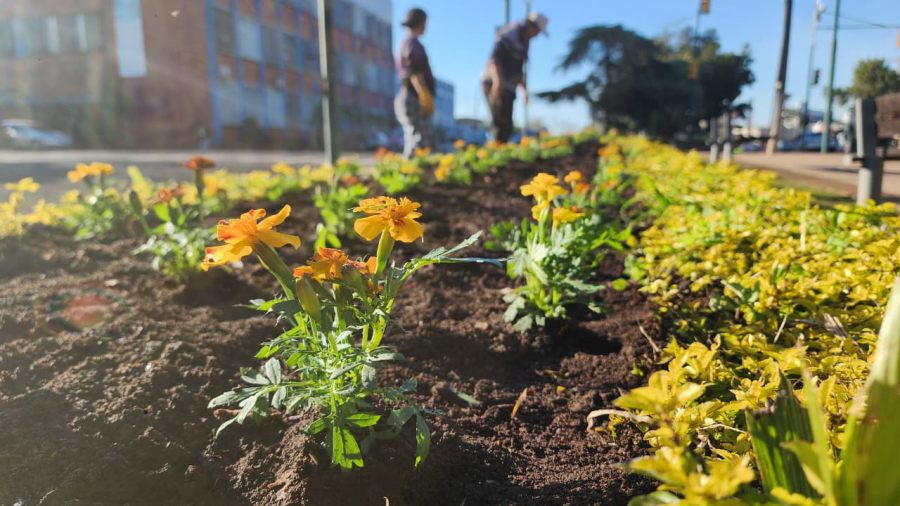 Apóstoles Florece: La iniciativa busca embellecer el entorno urbano y promover la conciencia ambiental entre los vecinos