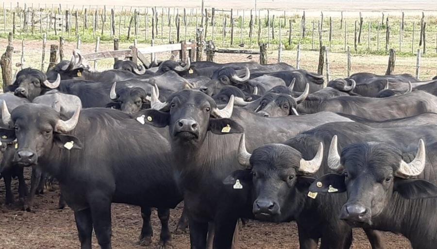 La década ganada de los búfalos: Una alternativa ganadera que creció 54%