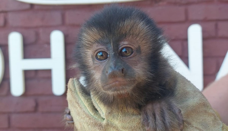 Policías Ambientales de Misiones rescataron un mono, una tortuga y un lobo de río