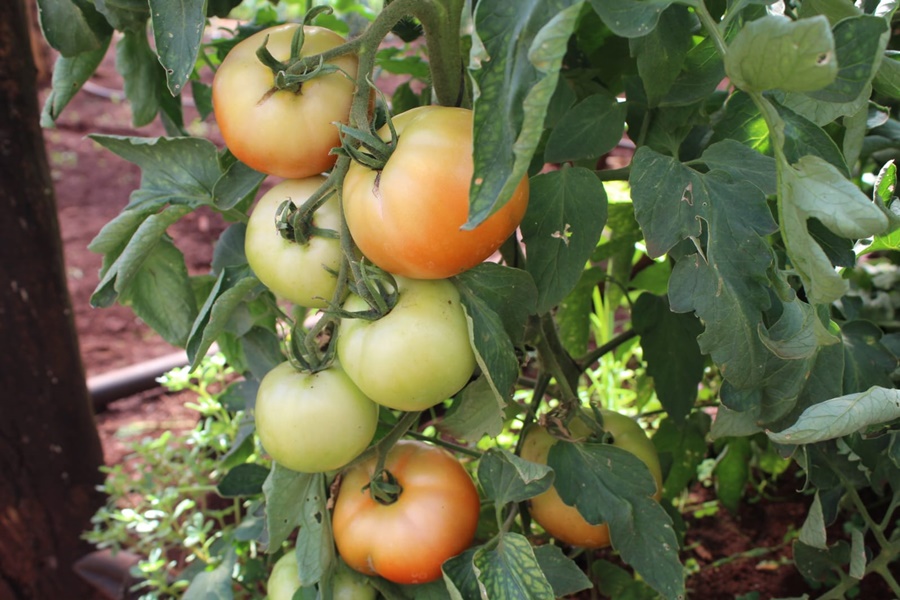 Misiones: Fortalecen la producción hortícola y las Buenas Prácticas Agrícolas