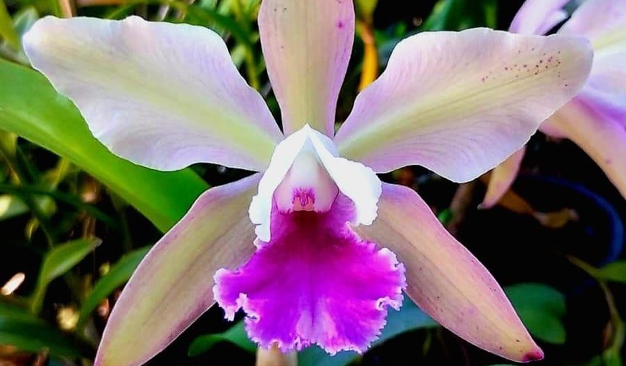 Coldplay también es una orquídea, homenaje que florece en Argentina