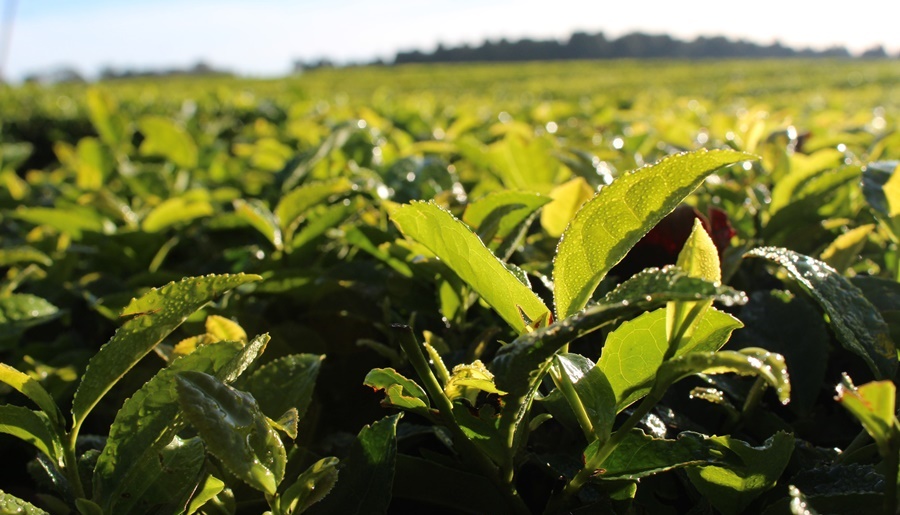 Misiones: Nueva línea de crédito especial para sacaderos de té