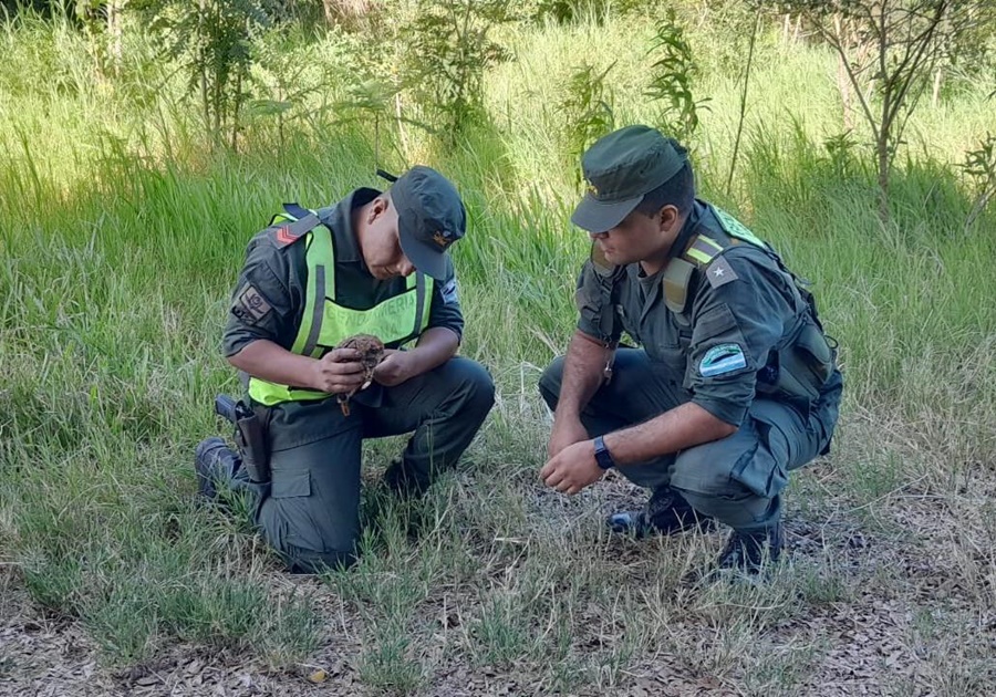 Misiones: Gendarmes resguardaron y trasladaron un ave hasta el refugio de animales silvestres “Guira Oga” de Puerto Iguazú