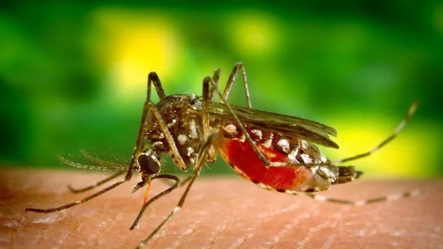 Según una investigación: Novedoso estudio para combatir el Dengue, usan peces autóctonos