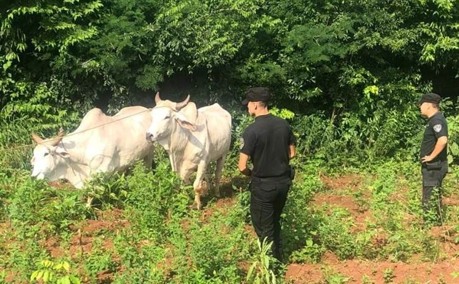 Rápido despliegue policial evitó que le robaran una yunta de bueyes a una productora en la localidad misionera de Itacaruaré