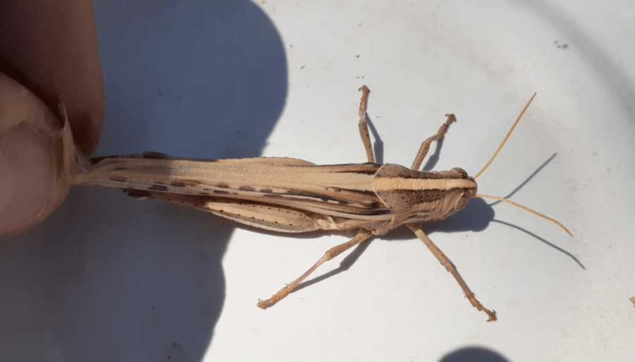 Las langostas encendieron una alerta en Santiago del Estero: Intensifican acciones de control