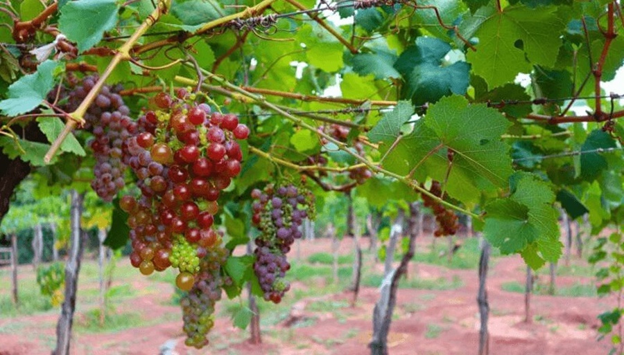 San Juan: Emiten la primera alerta para el control de la polilla de la vid