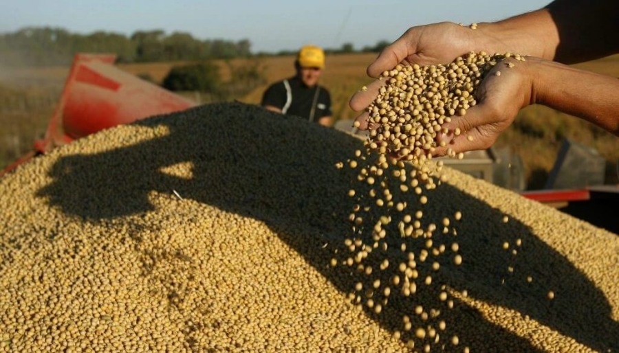La soja 2024/25 arrancó con cosecha lenta: ¿El fin del cepo la acelerará a la hora de las ventas?