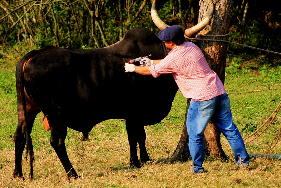 Misiones: El lunes 13 de Marzo inicia la primera campaña de vacunación contra la fiebre aftosa 2023 en la provincia