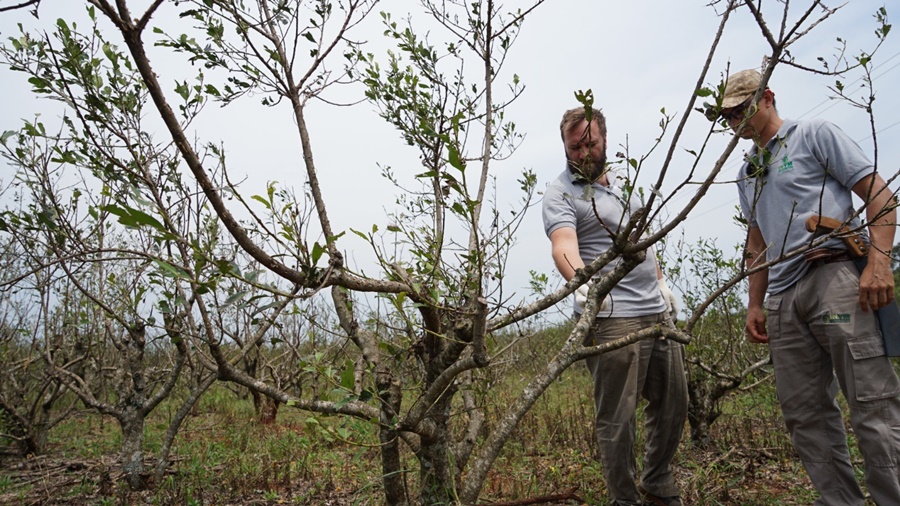 Manejo de yerbales afectados por el granizo