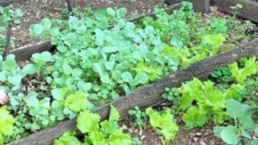 Misiones: Qué sembrar en el mes de Agosto, cómo preparar el suelo y cuidar una huerta casera